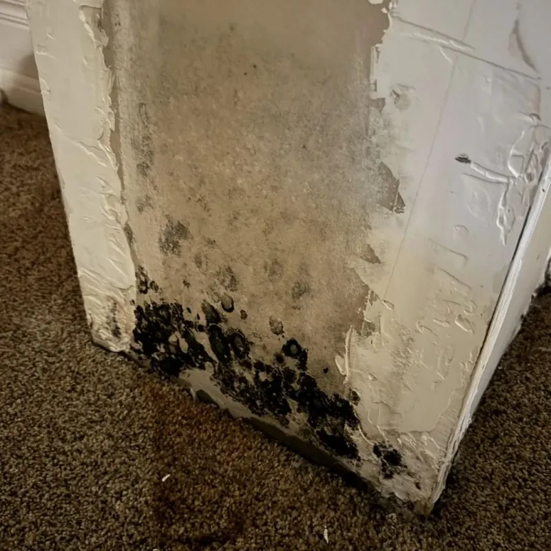 Professional Mold Removal in Bedford, MA